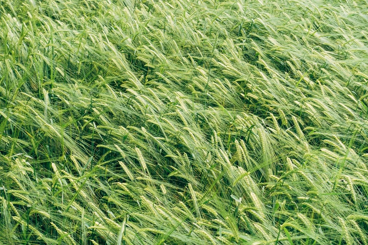 che cos'è l'agricoltura biologica