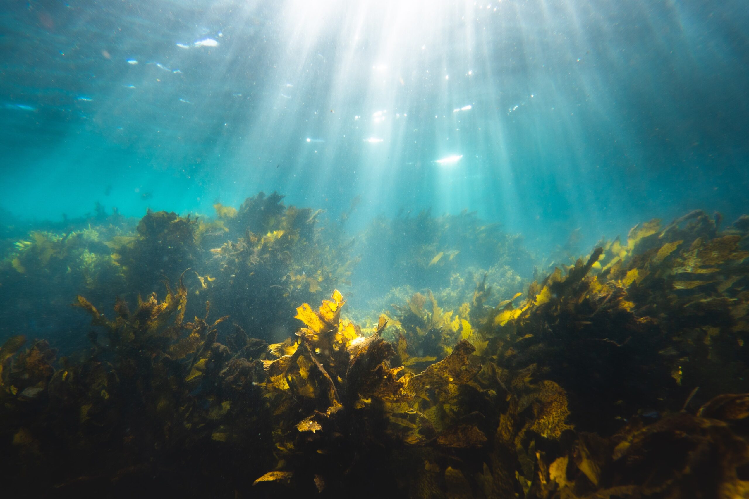 cosa sono i biocarburanti ad alghe marine